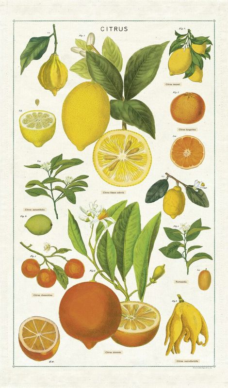 Cavallini Papers Vintage Tea Towel - Citrus