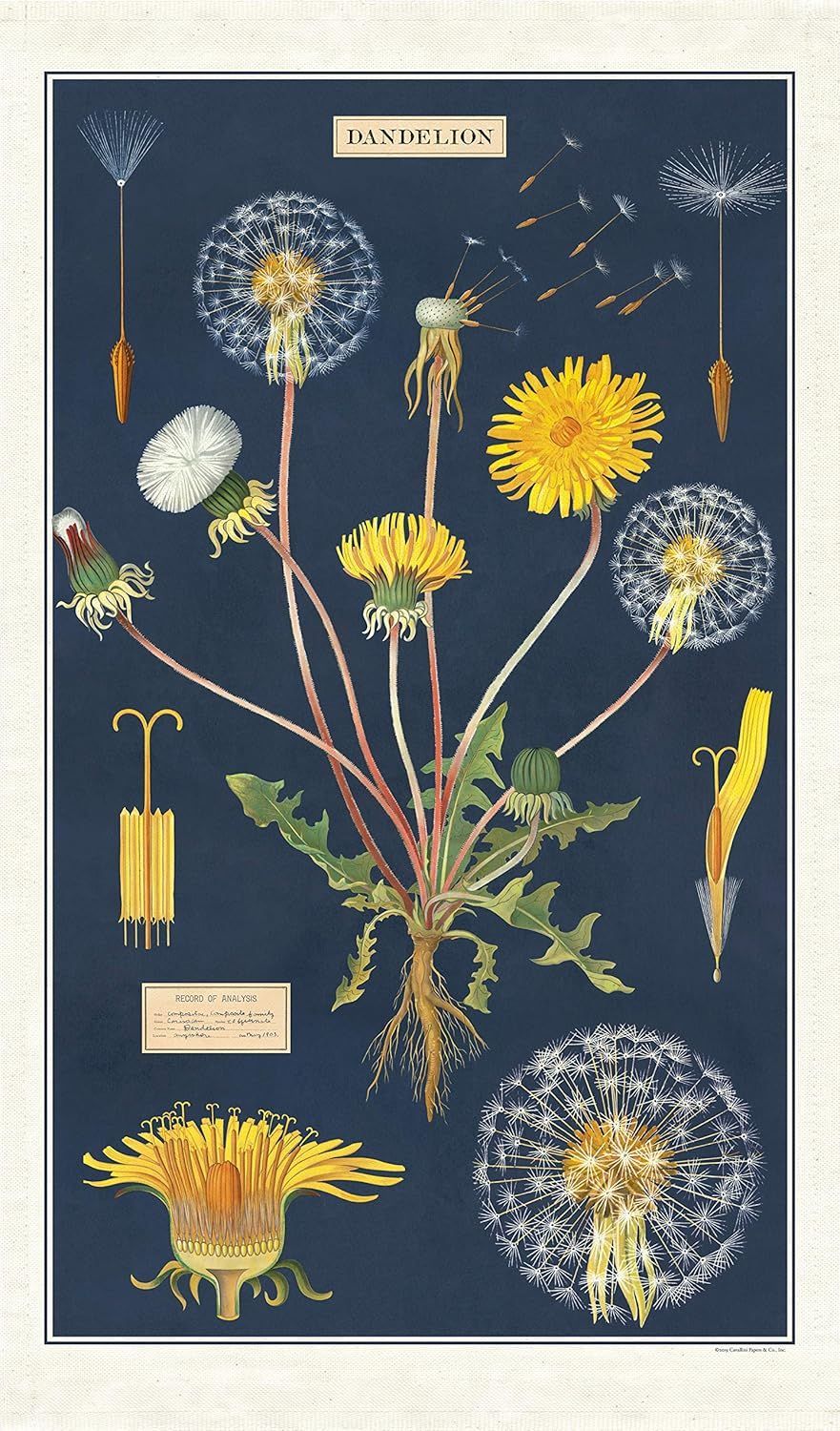 Cavallini Papers Vintage Tea Towel - Dandelion