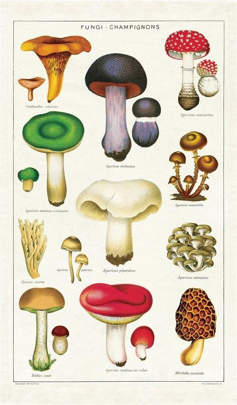 Cavallini Papers Vintage Tea Towel - Mushrooms