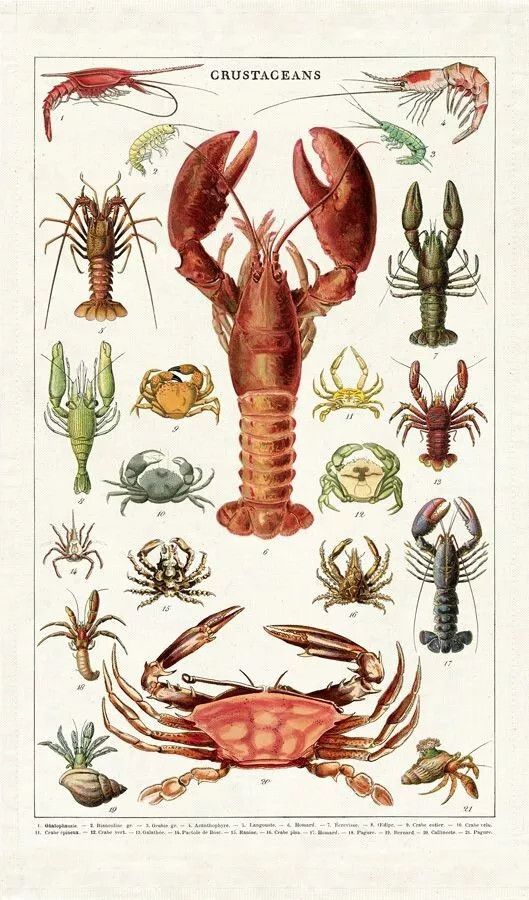 Cavallini Papers Vintage Tea Towel - Crustaceans
