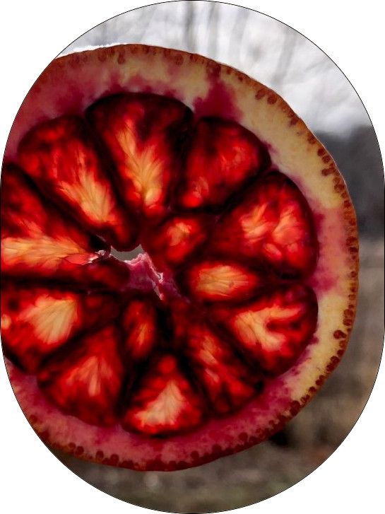 Serious Jam - Blood Orange Whiskey Marmalade