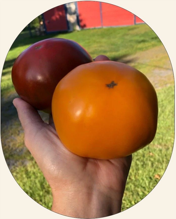 Serious Jam - Heirloom Tomato