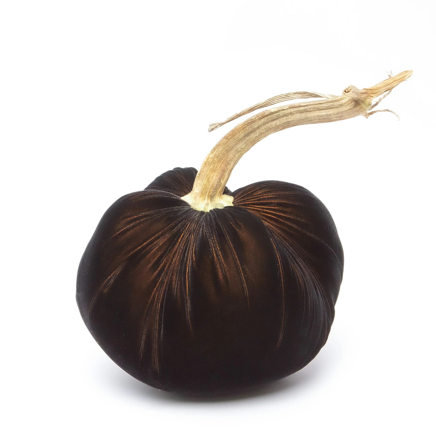 Hot Skwash Pumpkin - Black Gold Jumbo
