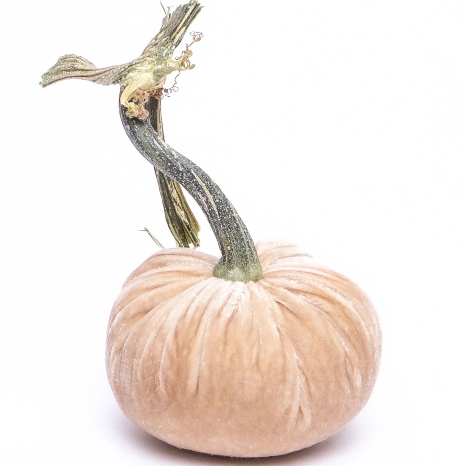 Hot Skwash Pumpkin - Bone 10&quot;