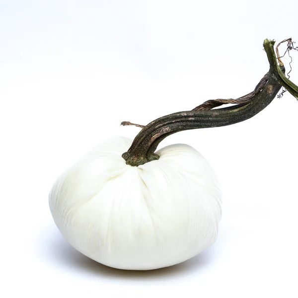 Hot Skwash Pumpkin - Ivory 10&quot;