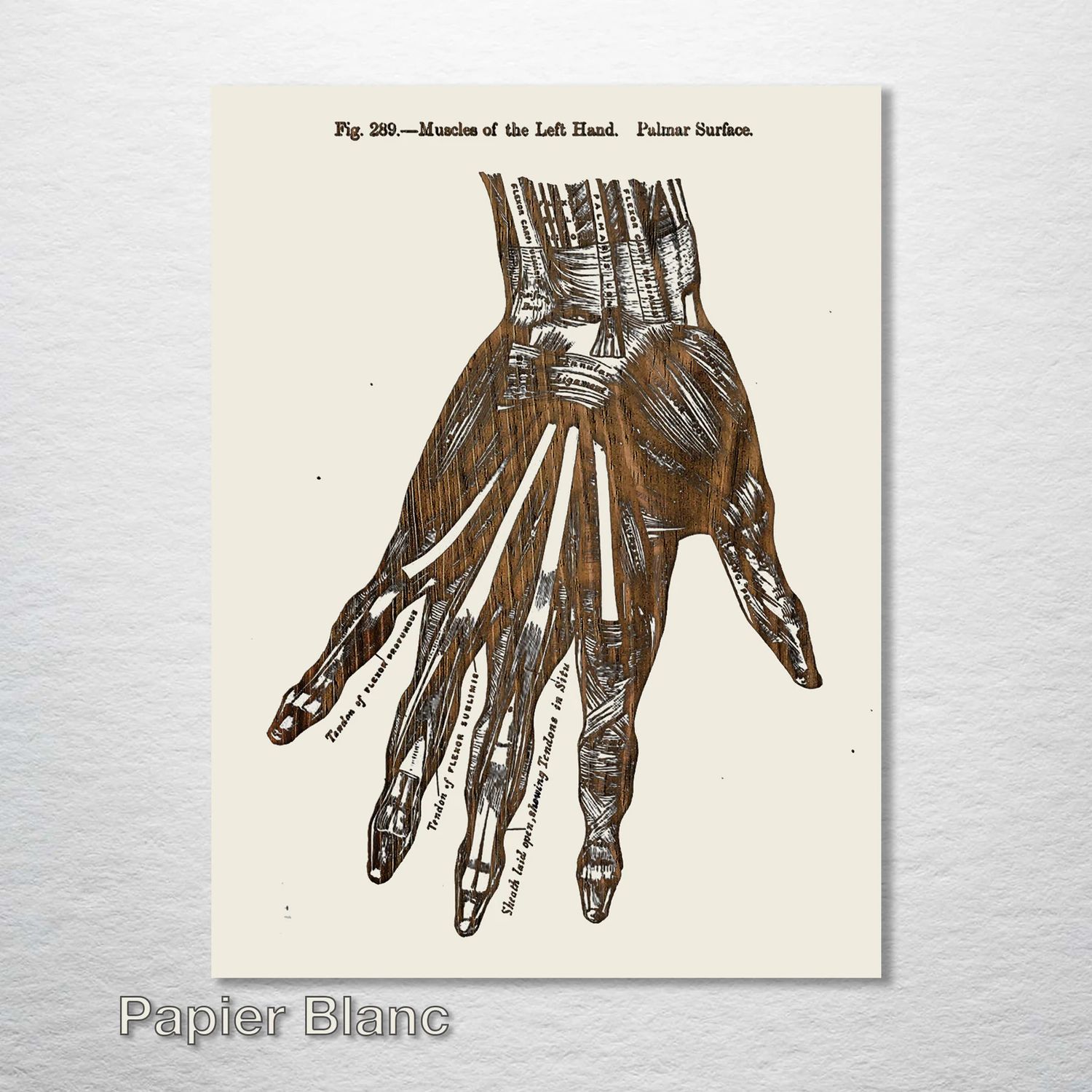 Fire and Pine Gray&#39;s Anatomy - Left Hand Muscle - Papier Blanc Small