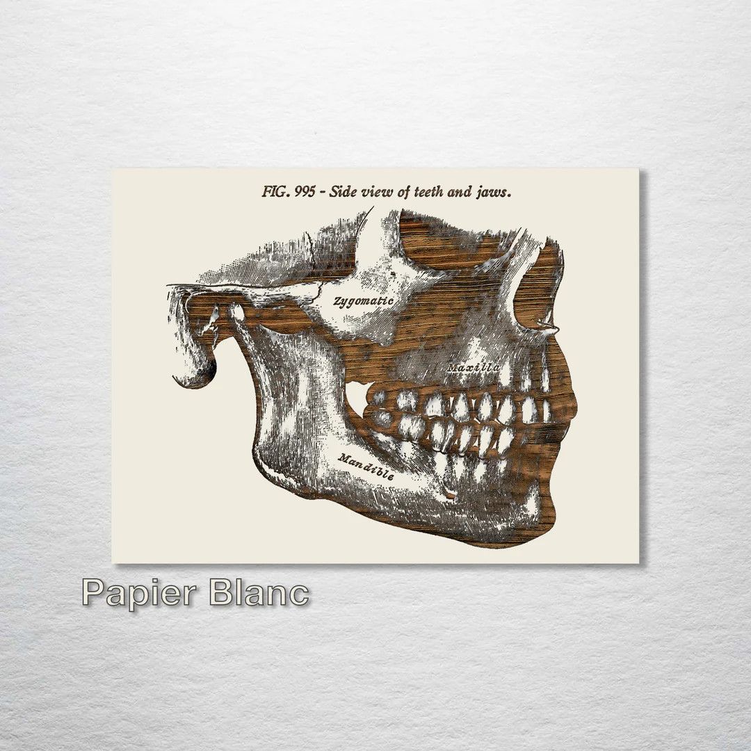 Fire and Pine Gray&#39;s Anatomy - Jaw (side) - Papier Blanc Small