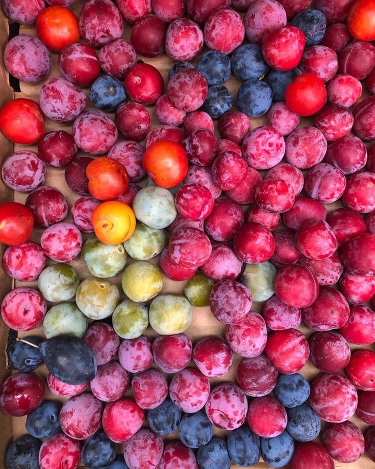 Serious Jam - Violette Plum