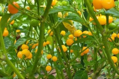 AJ Charapita 10x Organic Chilli seeds
