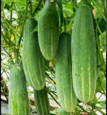 Organic Angled Luffa 10 Seeds Ridge Gourd Jhinga Ribbed Luffa