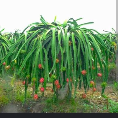 Columbian Red Dragon Fruit Plant (Selenicereus Monacanthus)