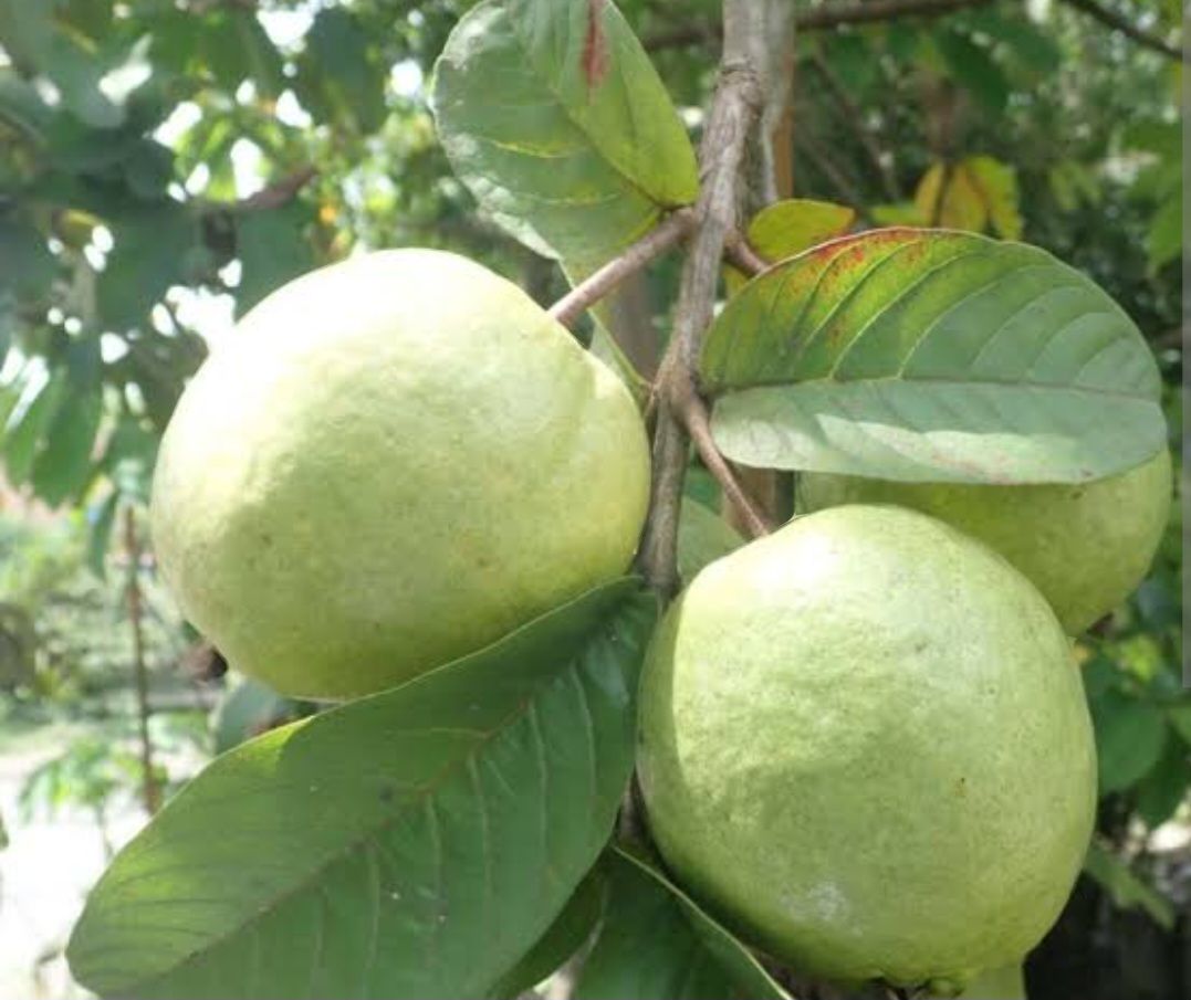 White Guava Plant Organic 60-70cm - (Psidium Guajava) - Advanced