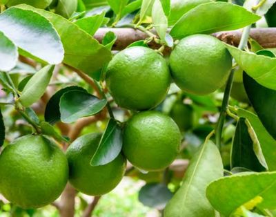 Tahitian Lime (AIR LAYERED PLANT) 10-15CM