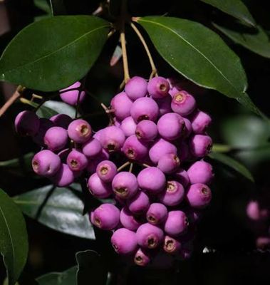 Dwarf Lilly Pilly Bush Edible Berry 60cm