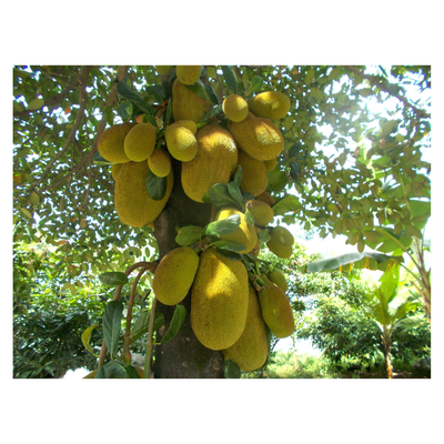 Jackfruit Seedling Advanced - 60-80cm Organic (Ratu Red)