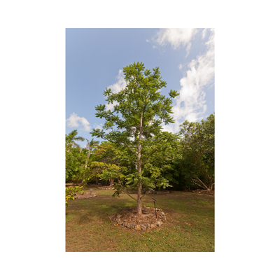 June Plum Tree