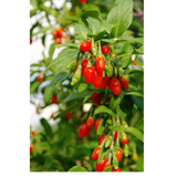 Goji Berrie Plant 20-40cm Organic