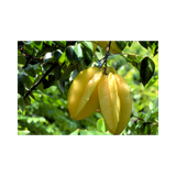 Starfruit Advanced 100cm From Seed (Carambola)