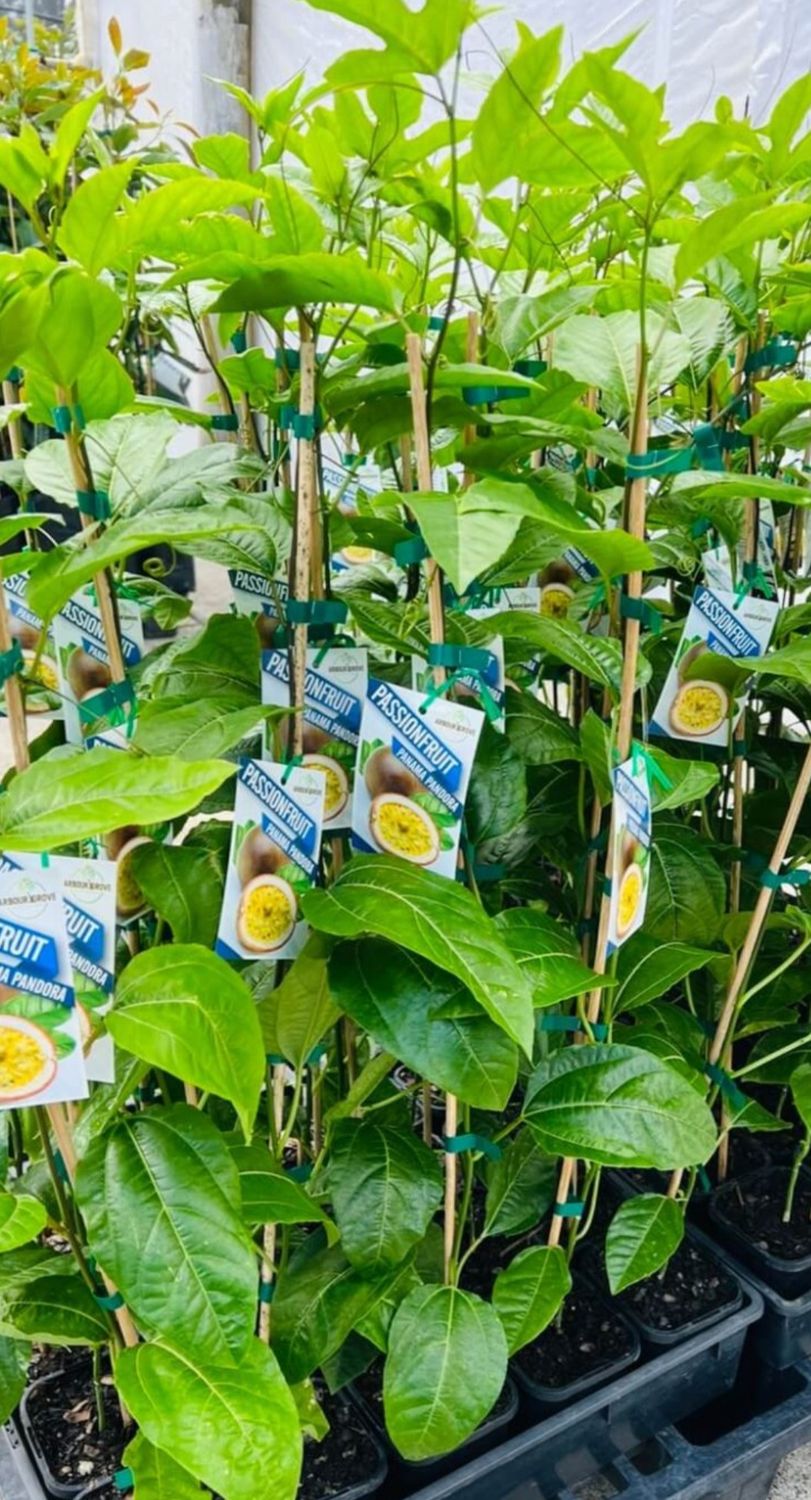 Kalamata Olive Tree 1020cm