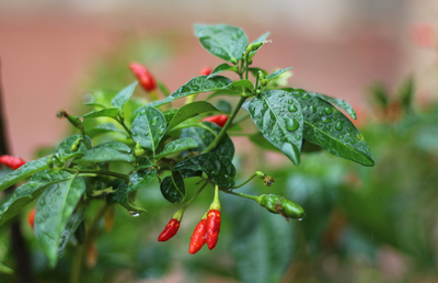 Birds Eye Chilli Plant Large Organic