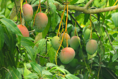 Mango (Keitt) Grafted Advanced Tree 80-100cm
