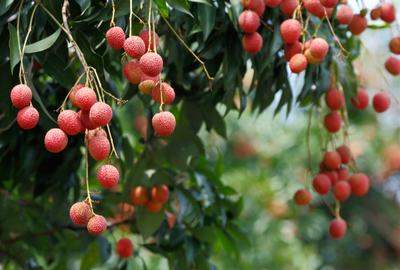 Grafted Chom Pogo Lychee - Advanced 80cm