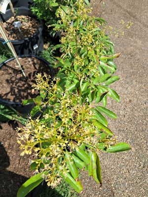 Grafted Baitaying Lychee - Advanced 80cm-100cm