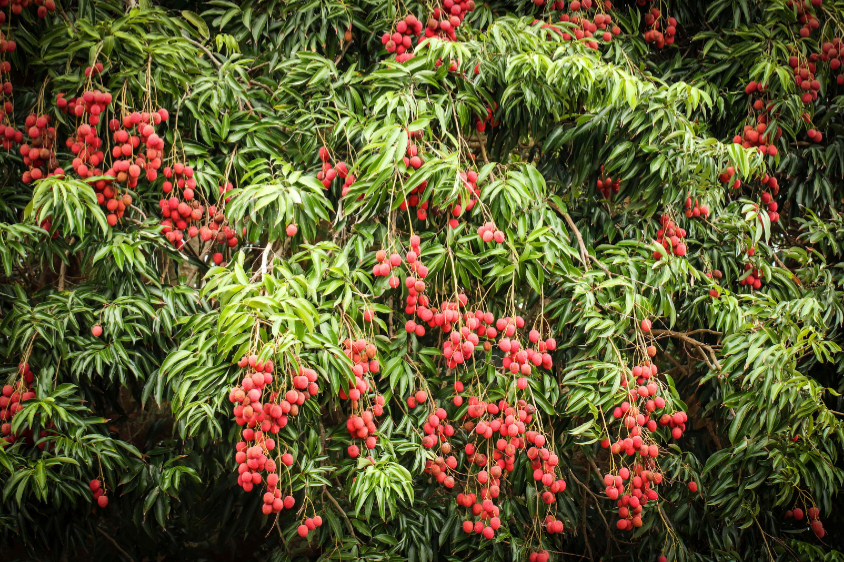 Advanced (Edron Lee) Grafted Lychee 80-100cm
