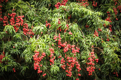 Advanced (Edron Lee) Grafted Lychee 80-100cm