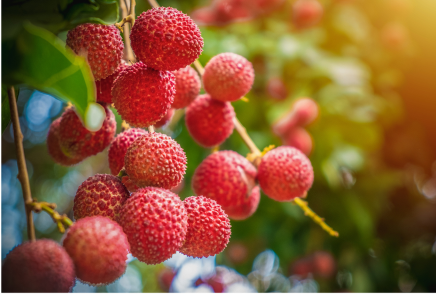 Lin San Sue Lychee Grafted - Advanced 80cm