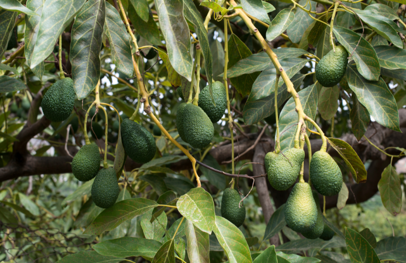 Avocado (Hass) Grafted 40-70cm (A)