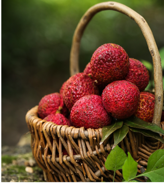 Lychee (Red ball) Grafted - Advanced 80cm-100cm