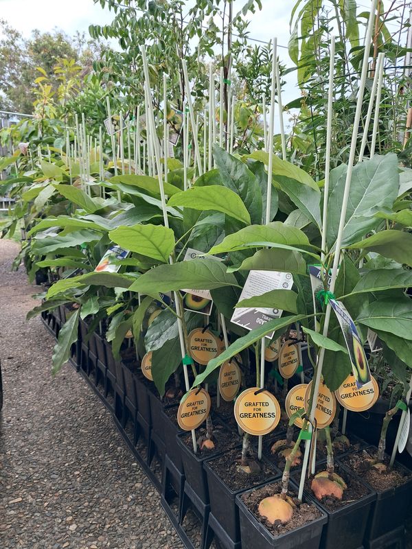 Avocado (Reed) Grafted Tree 60cm (A)