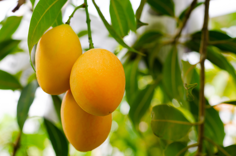 Mango (Florigan) Grafted Advanced 80-100cm