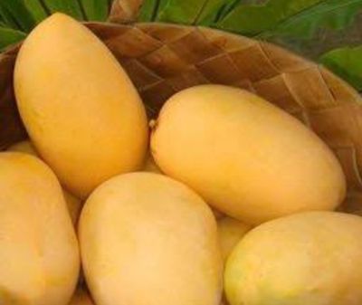 Mango (Caraboa Timitoe) Grafted - Advanced 80-100cm