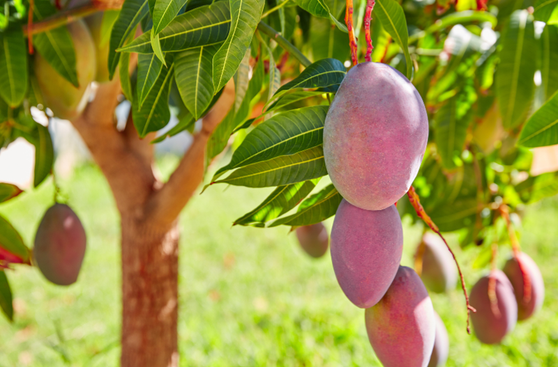Mango (Bullocks Heart) Advanced Grafted - 80-100cm