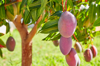 Mango (Bullocks Heart) Grafted - Advanced 80cm