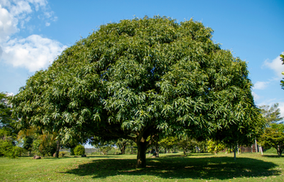 Mango (Gail) Grafted Advanced 80-100cm