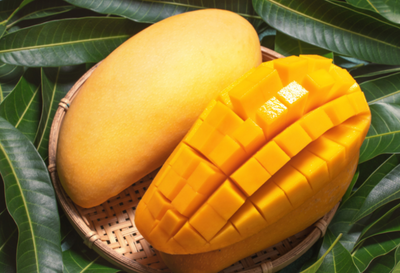 Mango (Banana) Grafted - Advanced 80-100cm