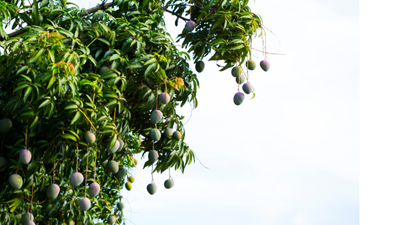 Mango (Caraboa Pepe) Grafted - Advanced 100cm