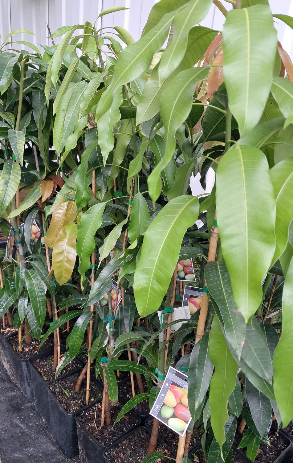 Mango (Lucinda) Grafted Advanced 80-100cm