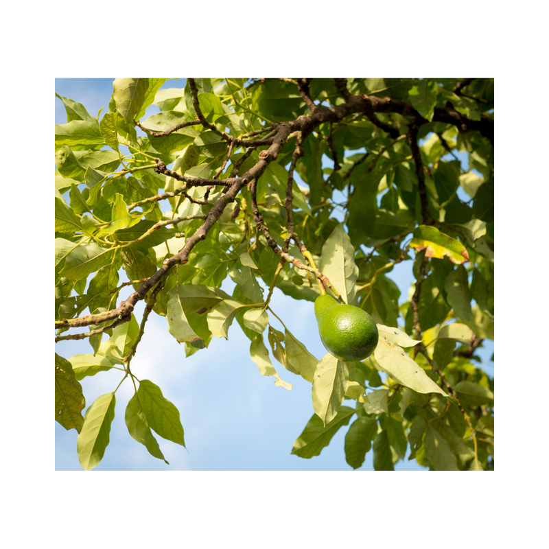 Avocado (Shepard) Grafted Tree 60-80cm