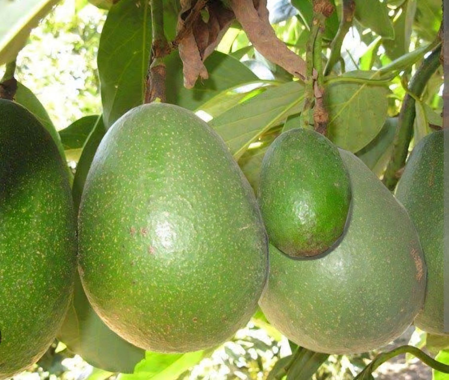 Avocado (Avozilla) Grafted 60cm-80cm