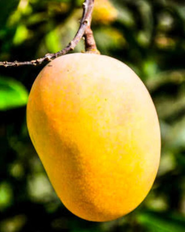 Mango (Cotton Candy) Grafted Advanced 60-80cm