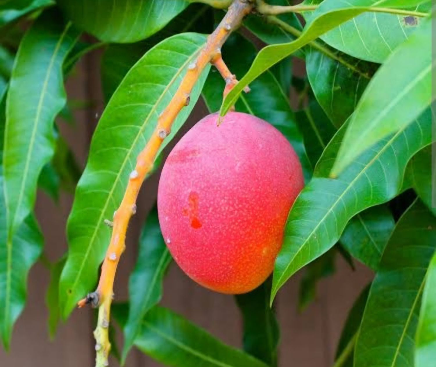 Mango (Crimson Blush) Grafted Advanced 80-100cm
