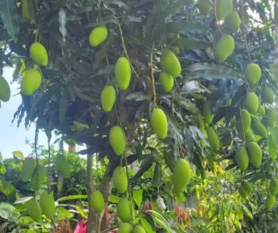 Mango (Lemon Merange) Grafted Tree Advanced 80cm-100cm