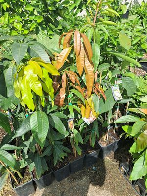 Orange Sherbet Mango Tree Grafted 80cm-100cm
