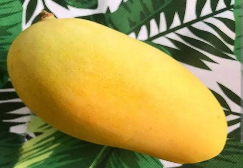 Orange Sherbet Mango Tree Grafted 80cm-100cm