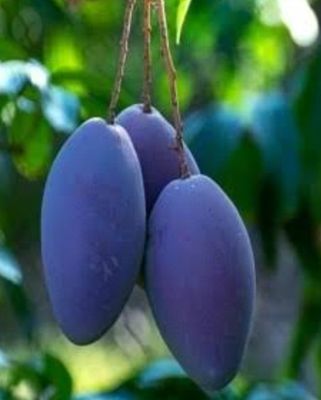 Mango (Kasturi) Grafted Advanced 80-100cm