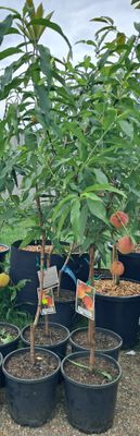 Peach (Floridia Prince) Airlayered Tree Advanced 80-100cm